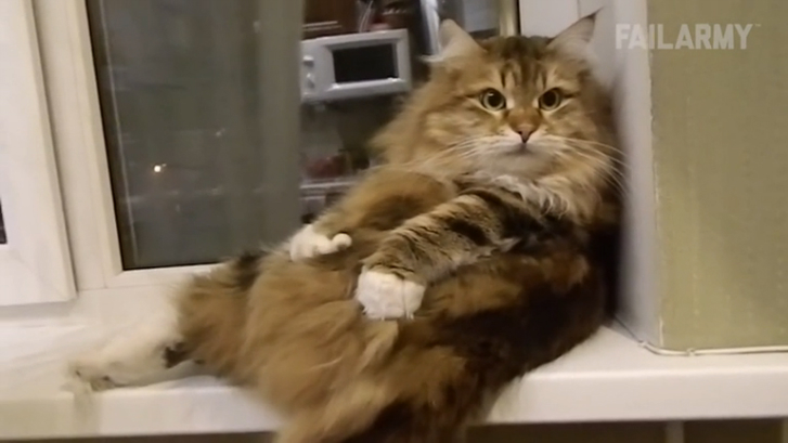 Угарная подборка приколов и неудач с животными смотреть онлайн