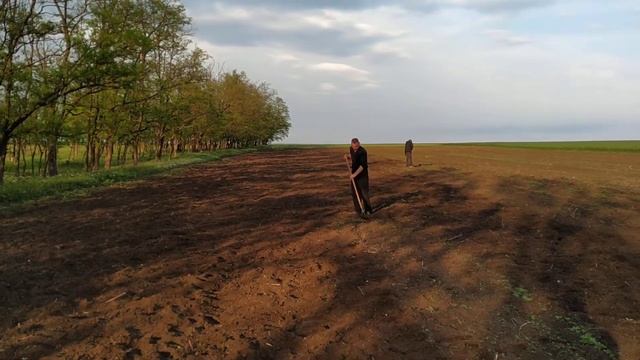 всходы арбуз 2021 первая прополка и начало вегетации #арбуз #бахча #прополка#2021 смотреть онлайн