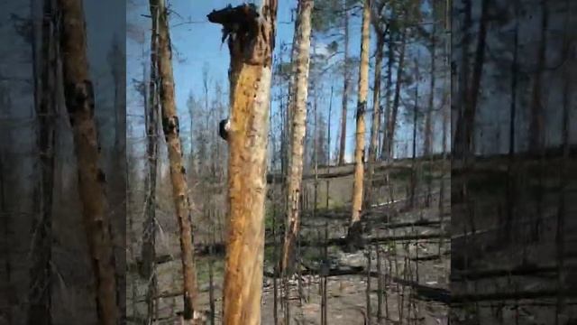 Путешествие на джипах к горному озеру | Северный Байкал смотреть онлайн