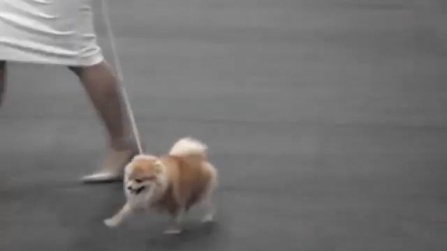 EXPOSICION TORRE PACHECO смотреть онлайн