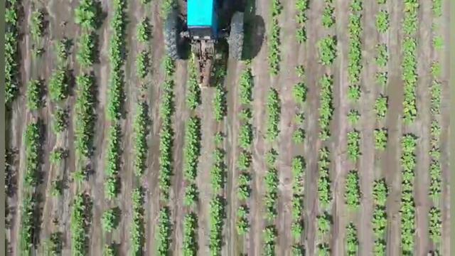 #Рыхление Подсолнечника Культиватором на МТЗ-82.1 смотреть онлайн