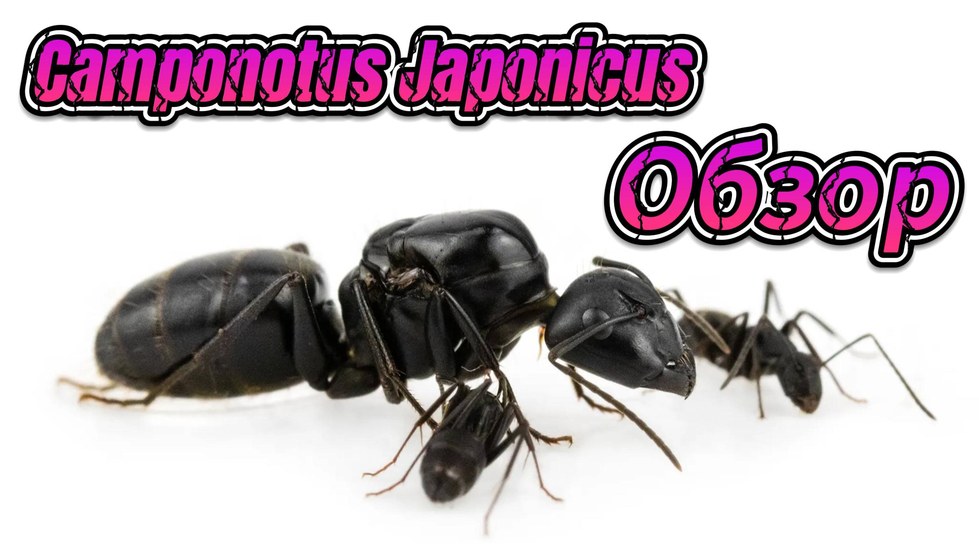 Муравьиная ферма. Camponotus Japonicus #1. Обзор