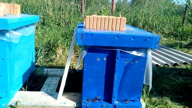 Матка улетела из отводка! смотреть онлайн