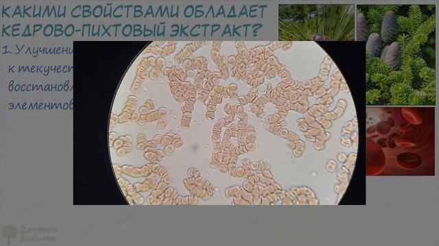 Тайна сибирского здоровья раскрыта! Выкинет гадость из легких, сосудов и даже... Хвойный экстракт