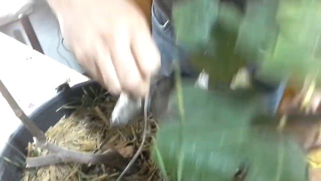 ИНЖИР воздушной отводкой смотреть онлайн
