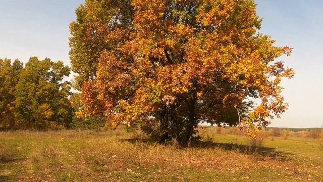 Велотур по озёрам. Сбилась со счёта! Окрестности #дачи #велосипед#озера#отдых#природа#осень#мысли смотреть онлайн
