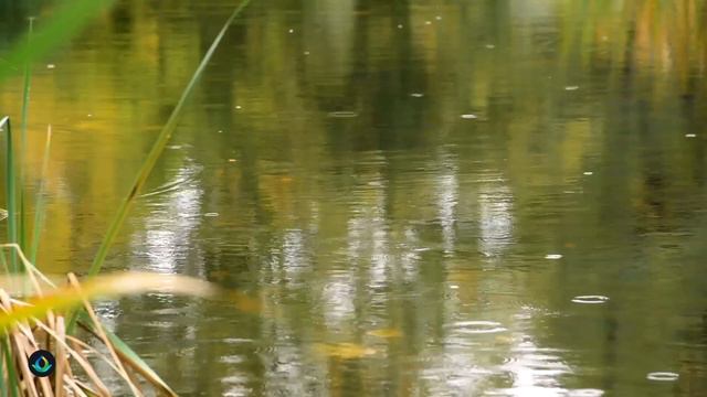 Healing Music To Calm The Nervous System (with Rain Sounds) смотреть онлайн