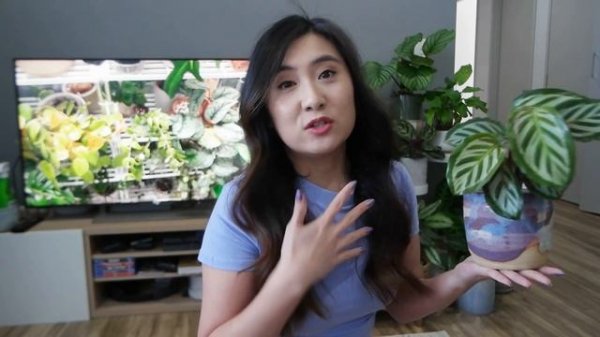 Unusual & underrated houseplants more people need to know about