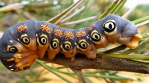 10 Самых КРАСИВЫХ НАСЕКОМЫХ, Которых СОЗДАЛА ПРИРОДА!