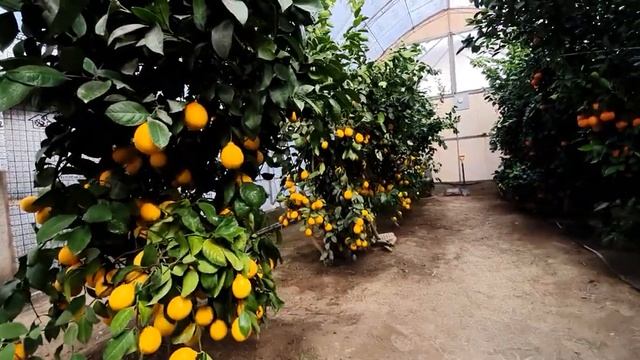 Цитрусы в домашнем хозяйстве. Результат моих 14 - ти лет занятия в цитрусоводстве. смотреть онлайн