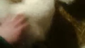 содержание и уход за маленькими козлятами