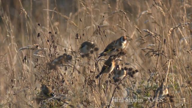Щегол черноголовый (Carduelis carduelis) - European Goldfinch - Птица 2018 года в Беларуси! смотреть онлайн