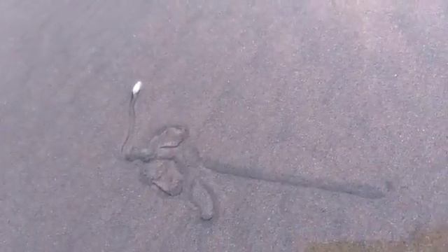Snails Creation - Galgibaga Beach South Goa смотреть онлайн