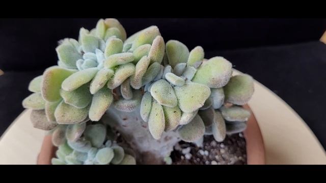 Echeveria Pulvinata Frosty White Cristata. White Chenille Plant, Echeveria Escarchada,
