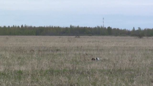 Курцхаар Кардифф с Черного Двора 19 месяцев. Поиск, стойка, подводка. смотреть онлайн