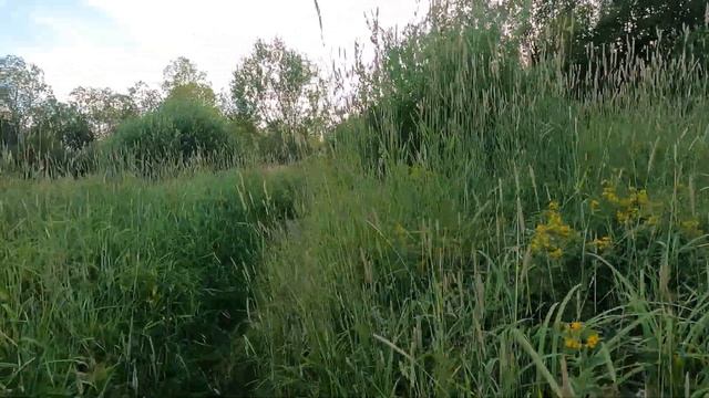 Петергоф, Луговой парк, Руинный пруд, рыбы, травы, коты и дача смотреть онлайн