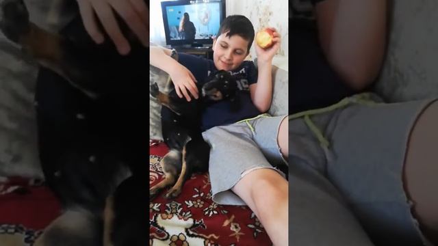Что делать, если сломалась собака ? смотреть онлайн