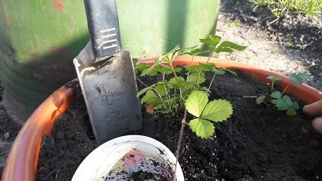 Земляника гигантская с алиекспресс! Что выросло! смотреть онлайн