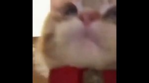 Лютые мемы с котами. ЕСЛИ БЫ МЫ СЛЫШАЛИ КОТОВ. смешные мемы