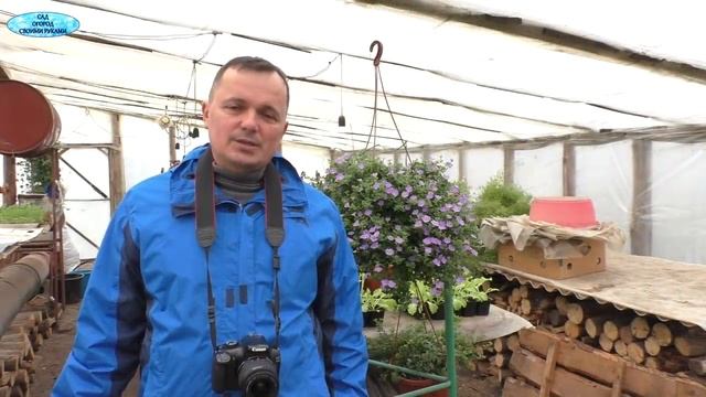 Когда сеять однолетние цветы? Полезные советы. смотреть онлайн