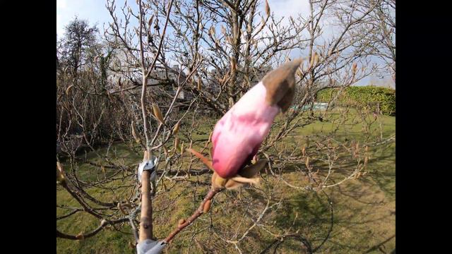 Timelapse of a A flowering Magnolia смотреть онлайн