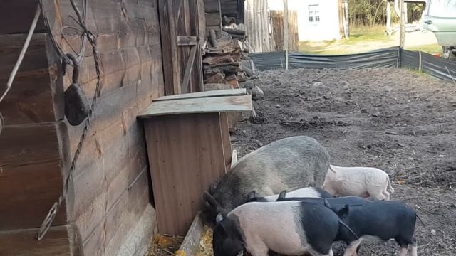 ИСТОРИИ ПРО ХУТОР В ЛЕСУ, ТЕХНИКУ И ПАСЕКУ. ПОРОСЯТА РАСТУТ КАК НА ДРОЖЖАХ. смотреть онлайн