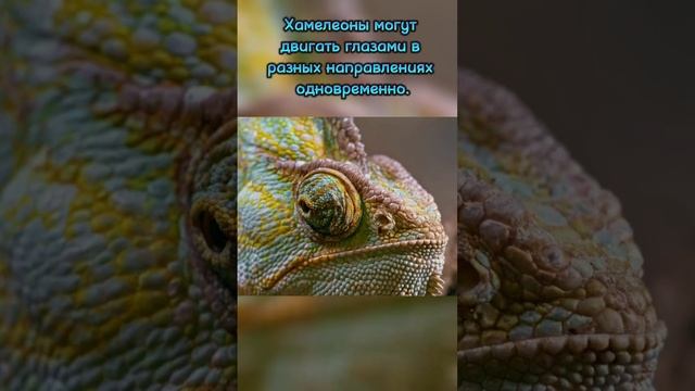 Факты о животных #природа #интересно #хамелеоны смотреть онлайн