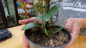 Фикус Микрокарпа Моклейм (Мокламе) - обзор сорта | В чем отличия и как правильно ухаживать.