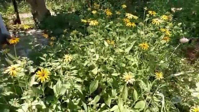 Солнечные шляпки и Черноглазая Сюзанна Рудбекия смотреть онлайн