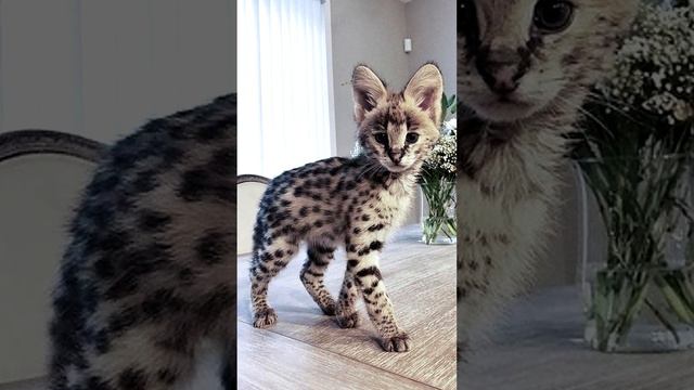 Самые редкие породы кошек в мире! смотреть онлайн