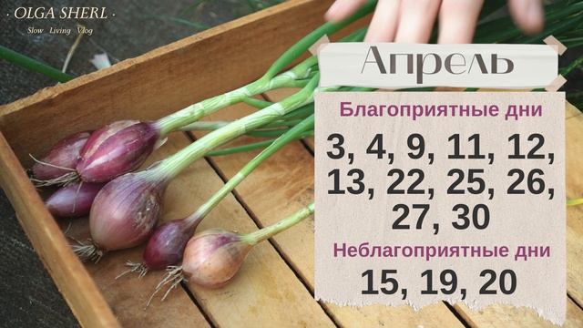 ЛУК: Лунный Календарь 2023! Когда сеять на рассаду и сажать в открытый грунт? смотреть онлайн