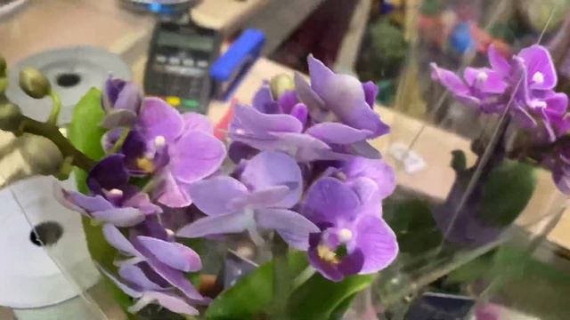 ПРАЗДНИЧНЫЙ завоз сортовых орхидей !💗🌸 Изюминки привоза, Horizon с пелоричностью !🥰🌺 смотреть онлайн