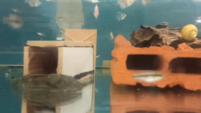 Краткий обзор наших аквариумов. на начало апреля 2022г. смотреть онлайн