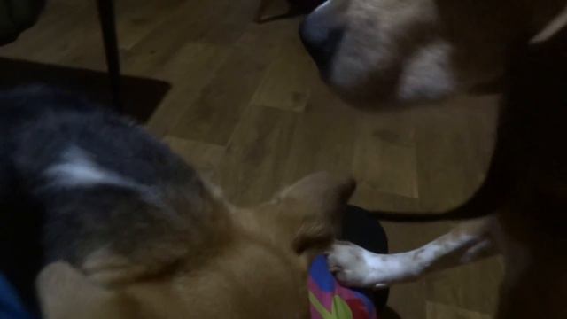собачьи нежности смотреть онлайн