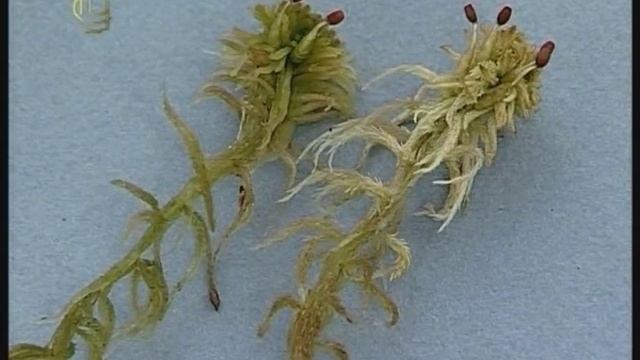 Отдел моховидные. Общие признаки отдела смотреть онлайн