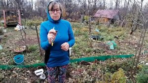 Как выкопать и размножить родиолу розовую