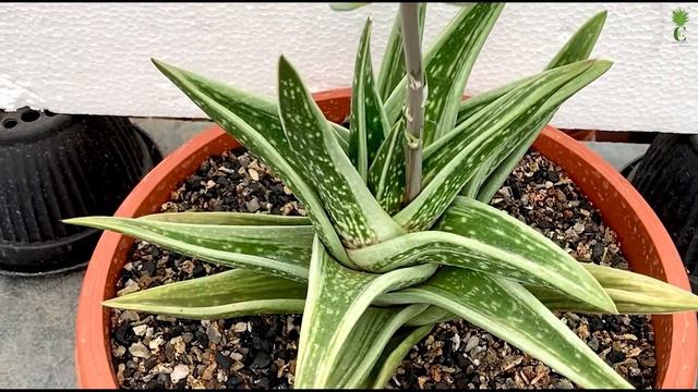 Succulents || Gasteria Green Ice