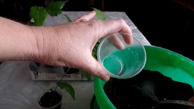 Перевалка абутилона (вторичная) смотреть онлайн