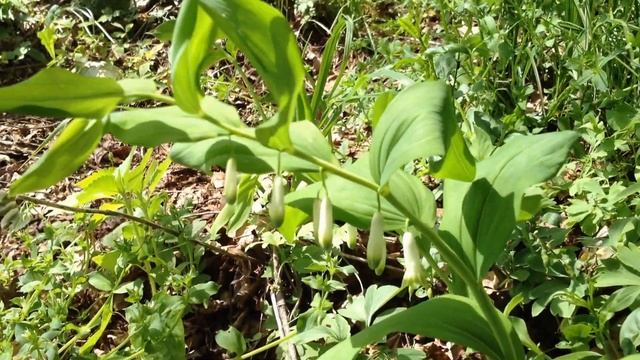 Polygonatum odoratum. смотреть онлайн