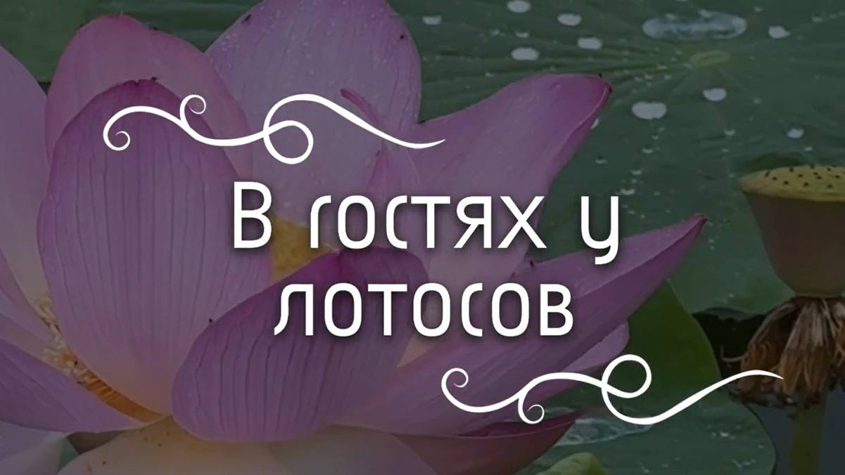 Must See : Лотосы