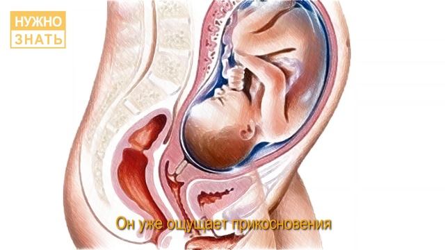 33 неделя беременности. Развитие плода. Что чувствует беременная. Как выглядит ребенок на 33 неделе смотреть онлайн