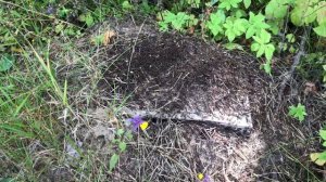 Муравьиный дом))) не много о муравьях....рыжие муравьи. Большие муравьи строят дом.