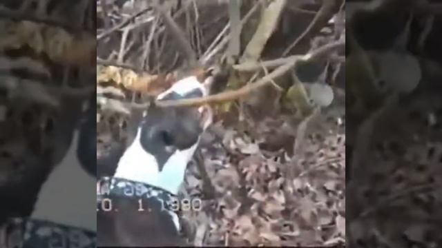 BULLTERRIER GLADIATORS IS DOG/БУЛЬТЕРЬЕР ГЛАДИАТОР СРЕДИ СОБАК смотреть онлайн