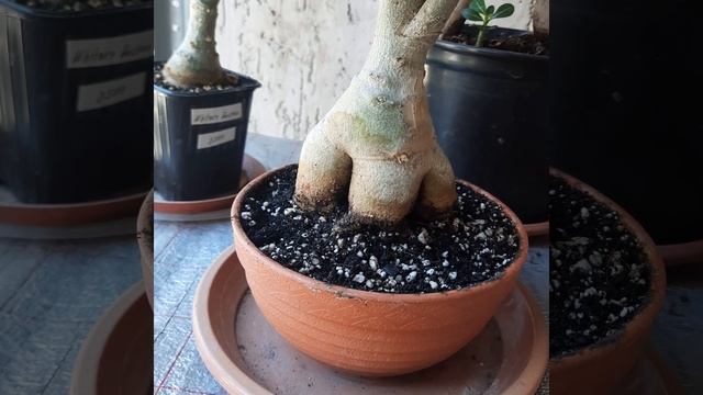 Адениумы/Зачем нужна обрезка ?/ Немного об уходе смотреть онлайн