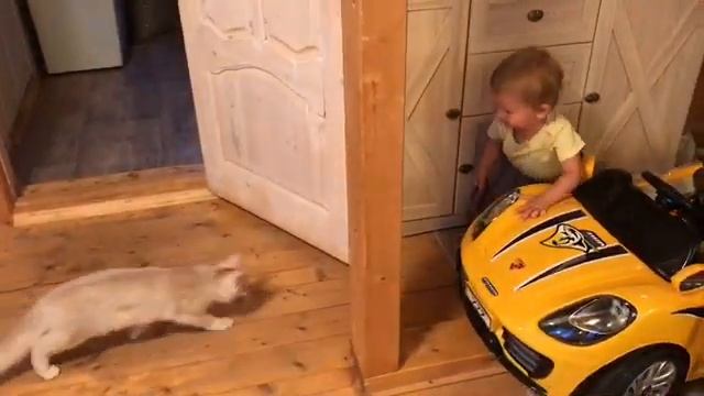Кот Мейн-кун! Берем кота волнительное видео эмоции ребенка! Лешин новый друг! смотреть онлайн