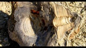 Крым. Окаменелости за Красным маком