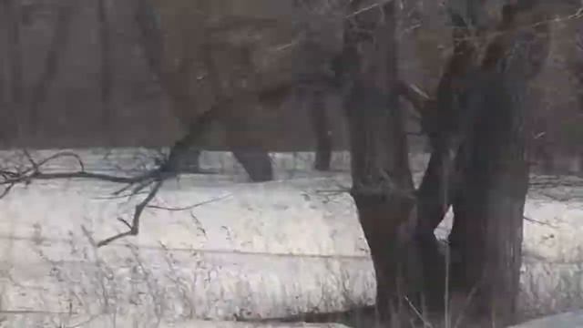 Stels 300 Vs Stels 500GT