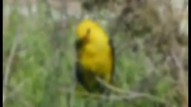 Обыкновенная иволга — Oriolus Oriolus (Linnaeus, 1758)