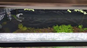 6 способов как охладить воду в аквариуме летом