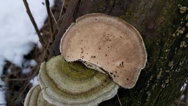 Wrośniak szorstki (Trametes hirsuta) - 22.01.2021, Nowa Huta, Kraków. смотреть онлайн